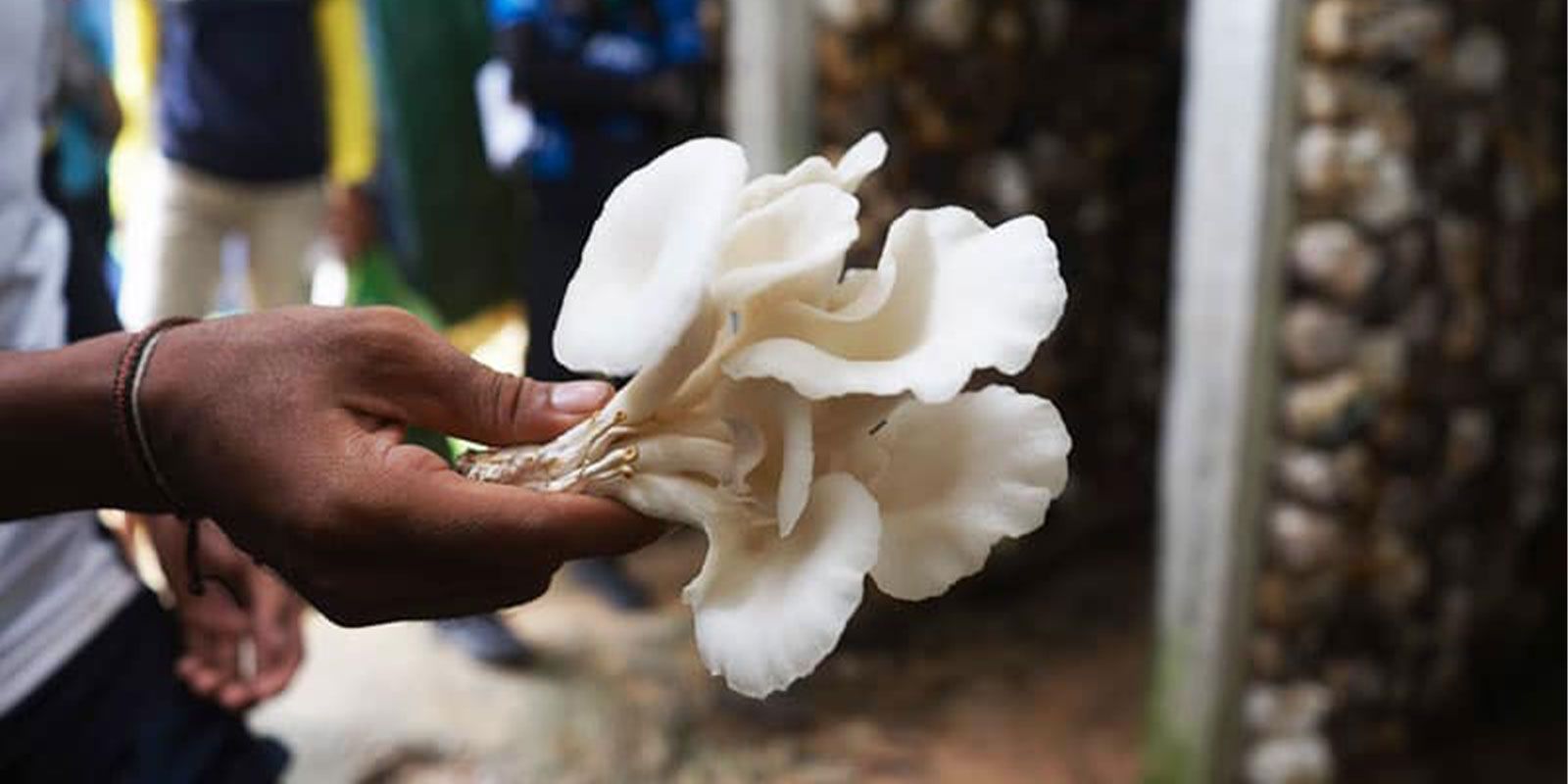 Mashroom-Farm-0901.jpg