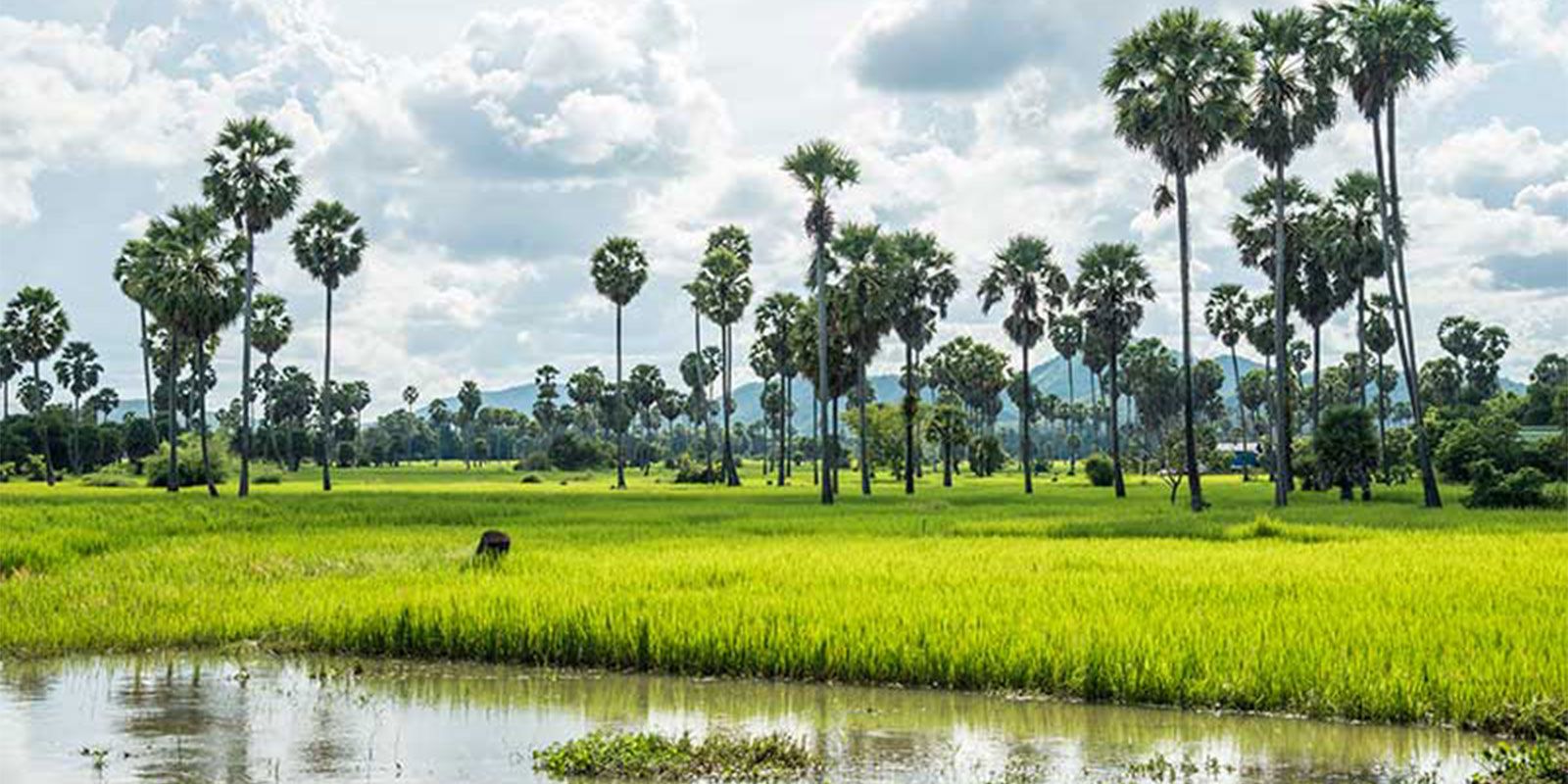 Rice-Field-0901.jpg