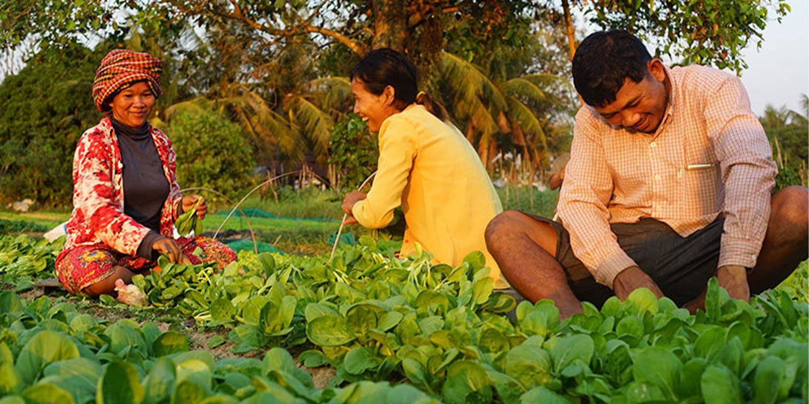 Vegetable-farm-0901.jpg
